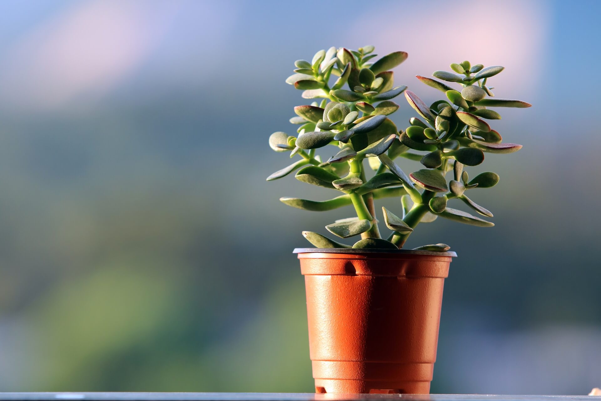 how to care for jade plants guide