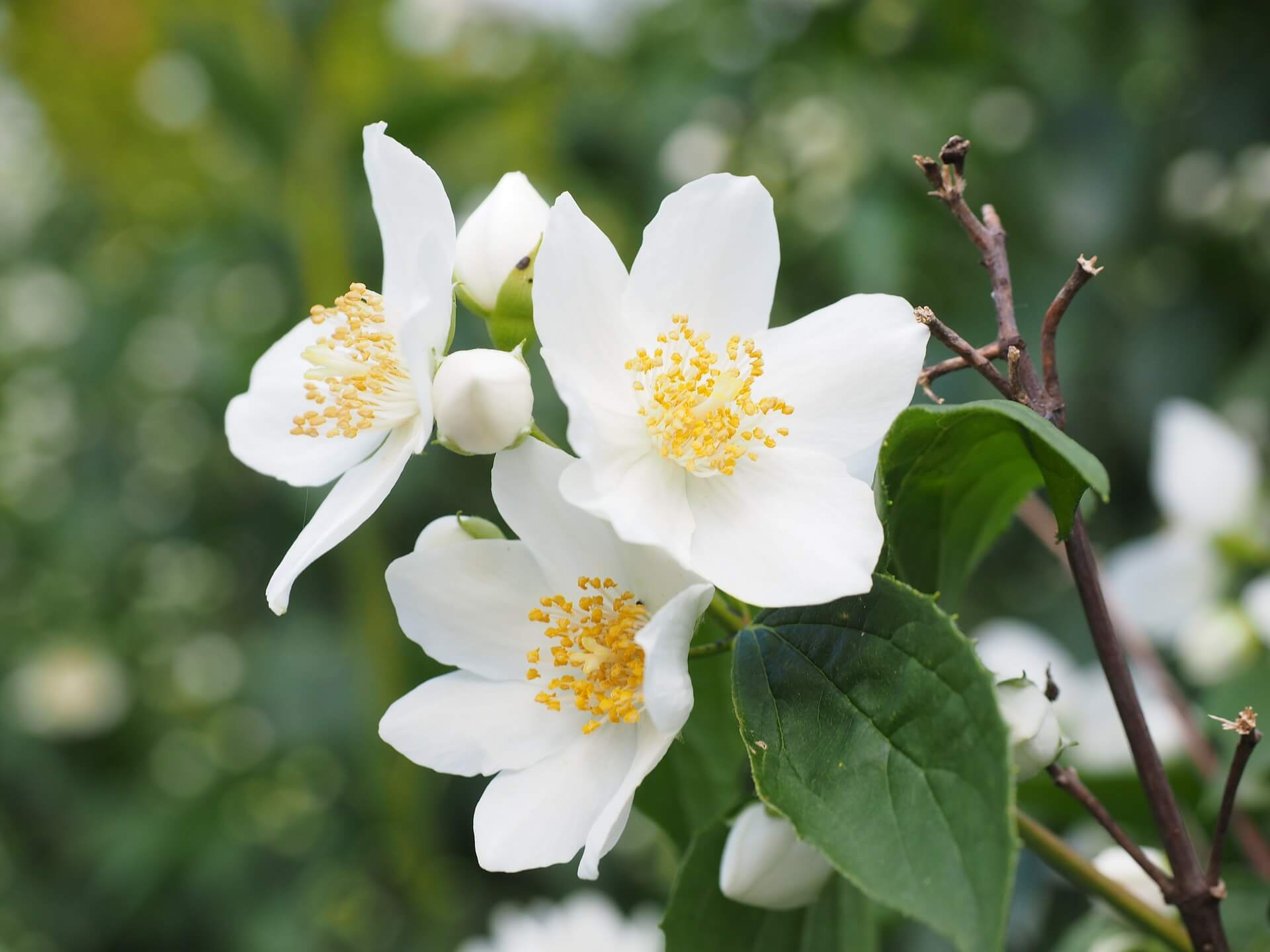 beautiful jasmine flowers