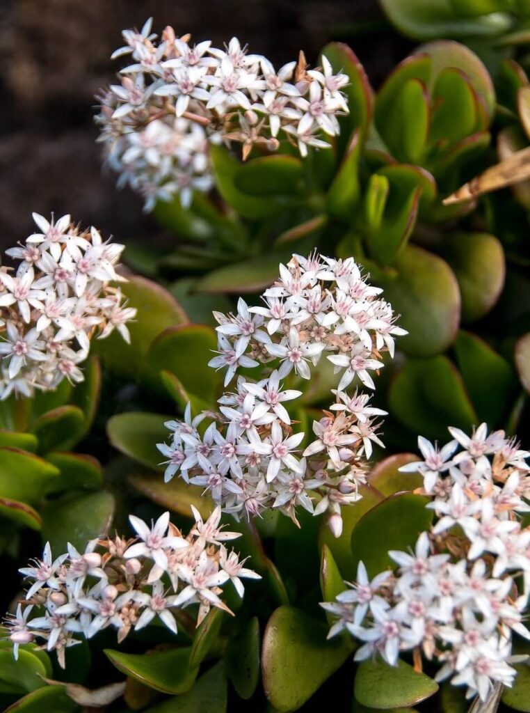 jade plants flowers