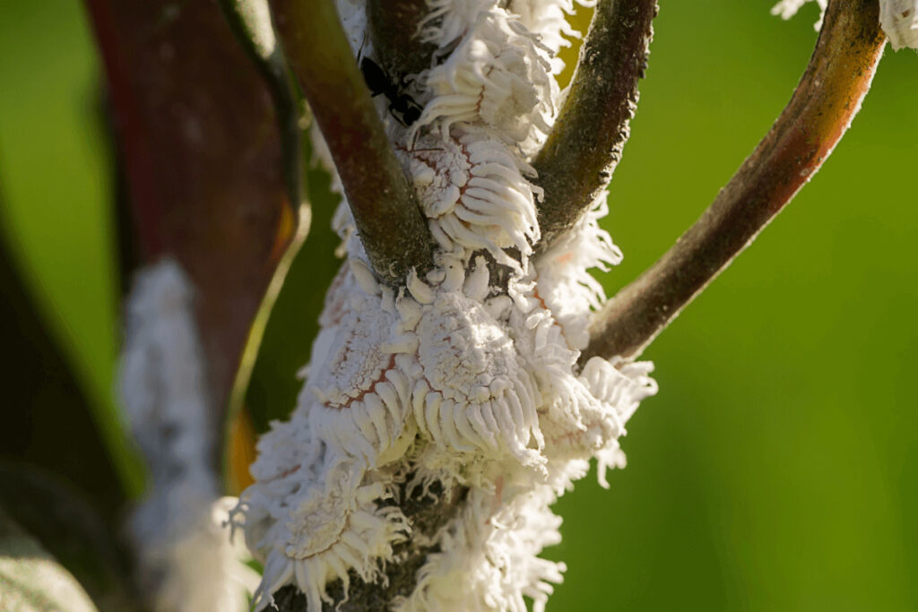 mealy bugs on plants