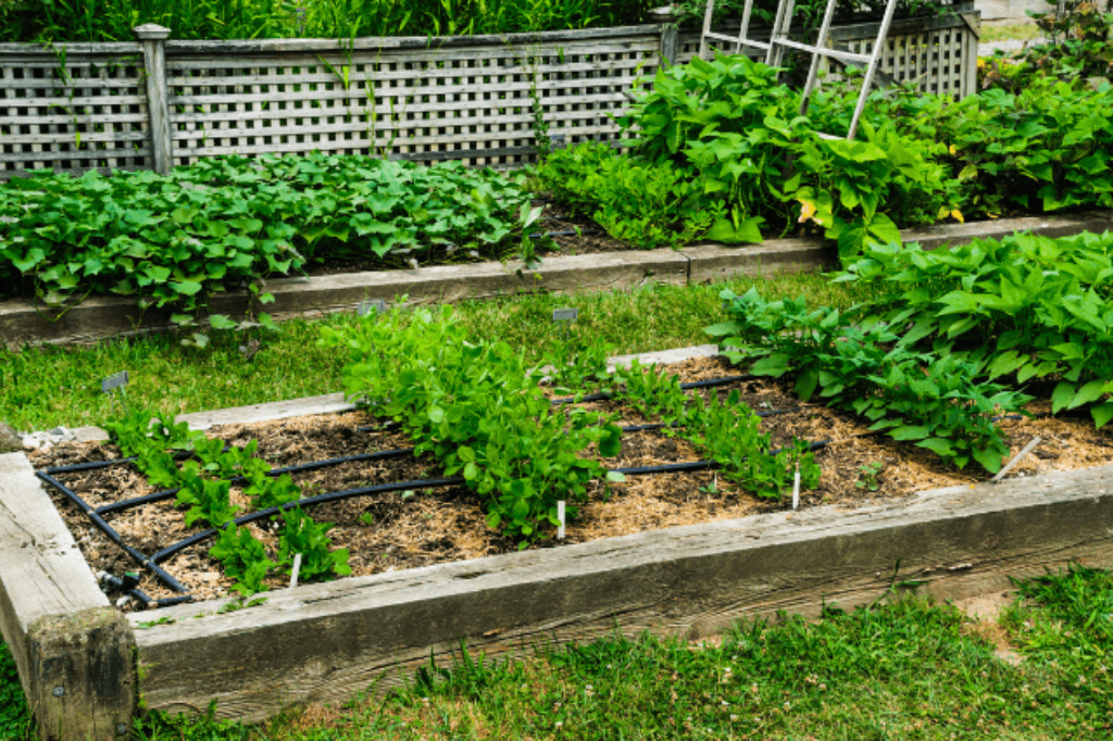 a raised garden bed