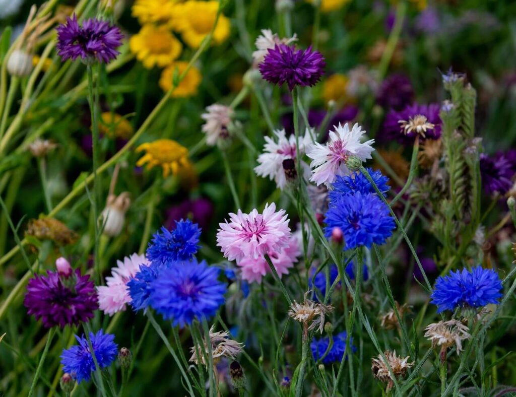 multi coloured cornflowers