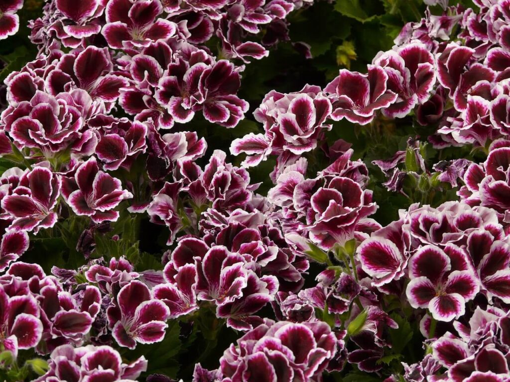 regal geranium plants