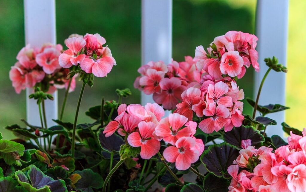 beautiful zonal geranium flowers