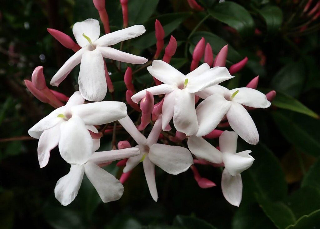 pink jasmine clusters