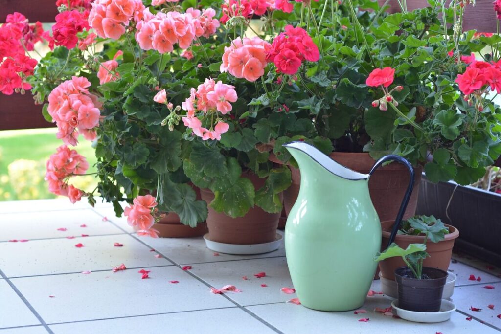 watering geranium plants