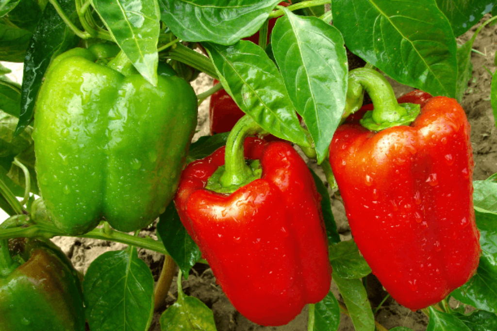 green and red bell peppers