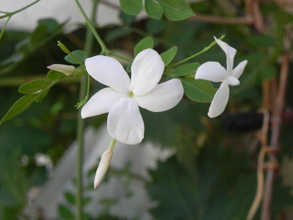 royal jasmine flowers