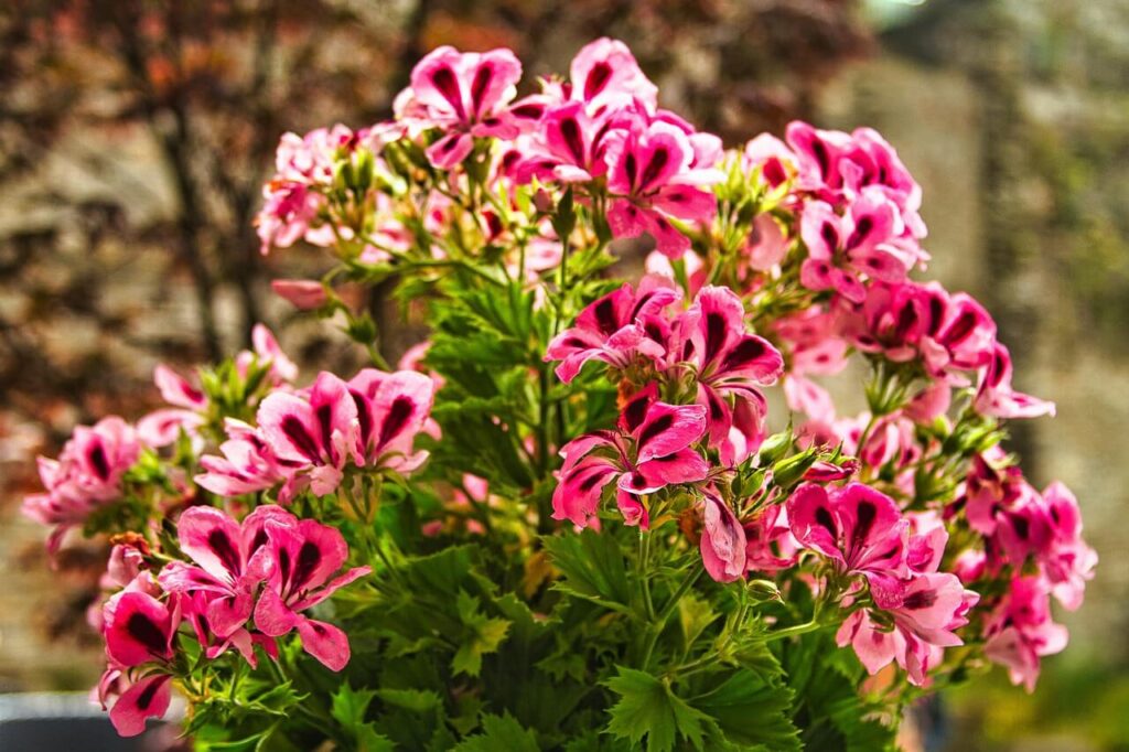 a bunch of sweet-scented geraniums