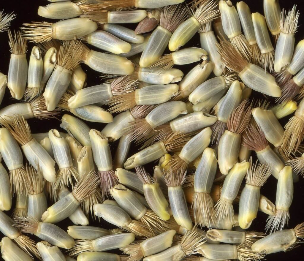 cornflower seeds