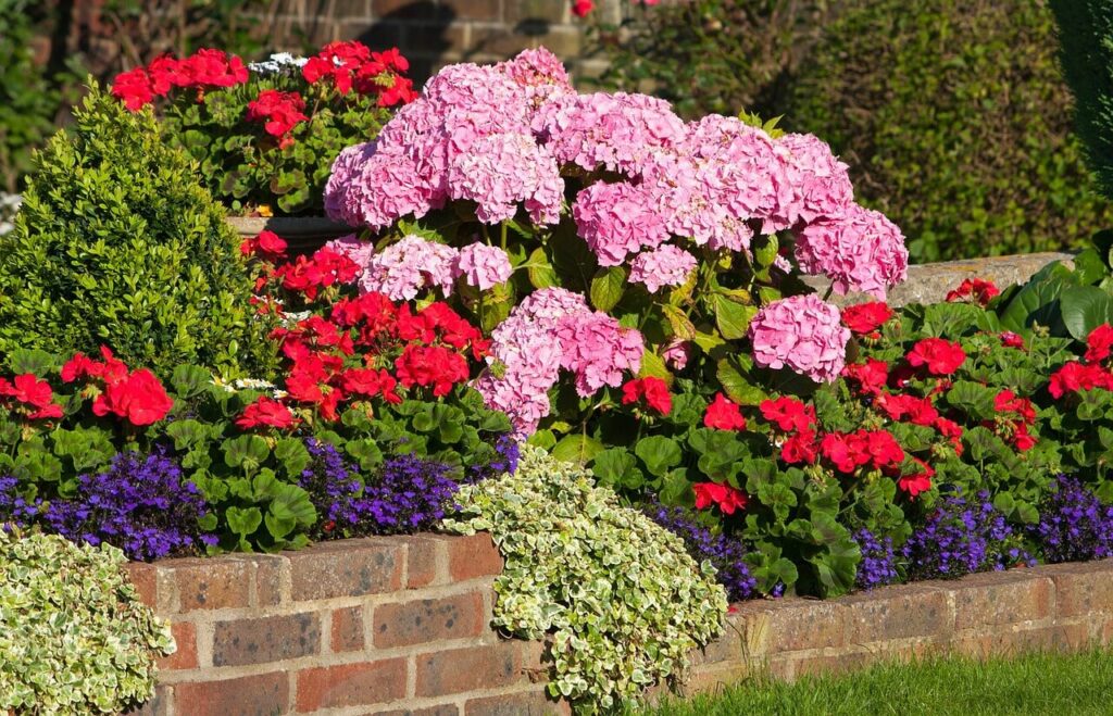 beautiful bunches of colourful geraniums