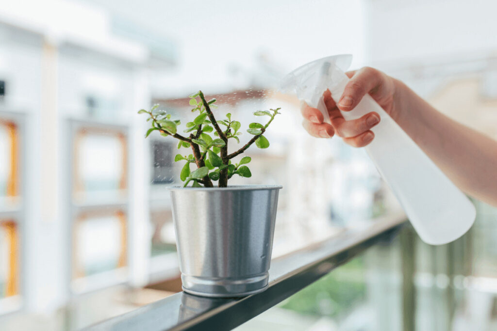 watering jade succulents