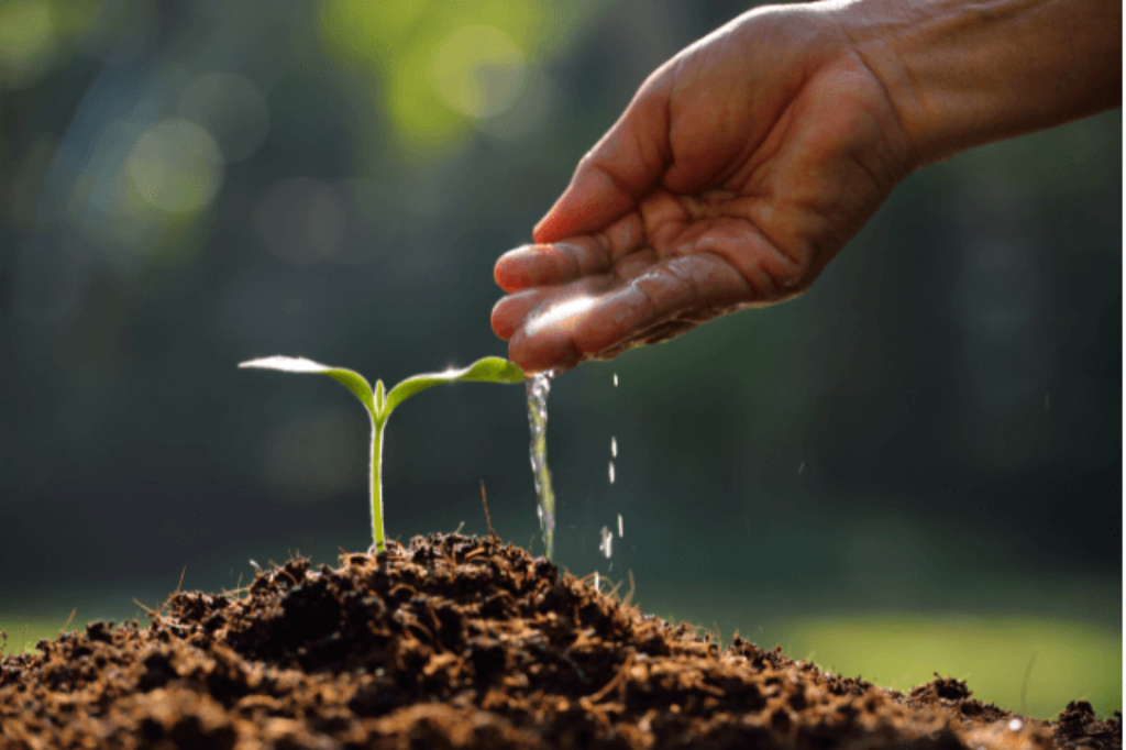 watering plants