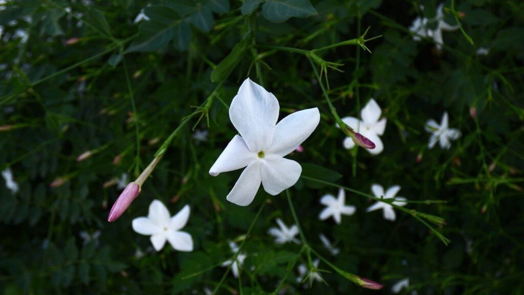 small white jasmine flowers