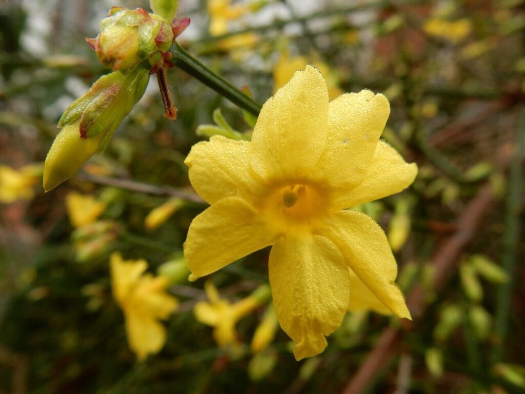 bright yellow winter jasmine flowers