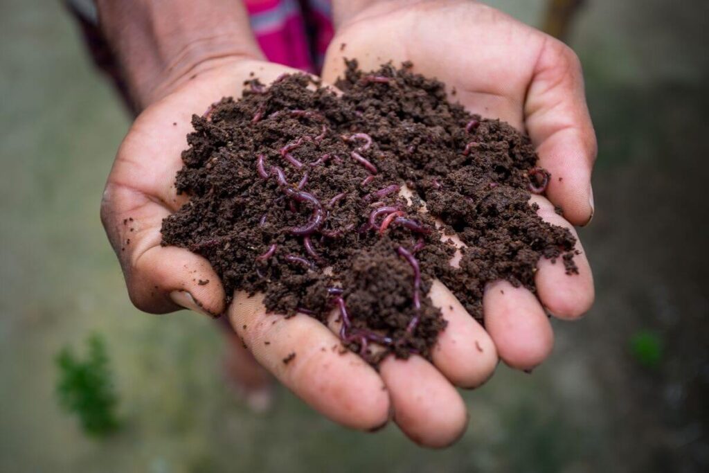 a man holding handfuls of vermicompost