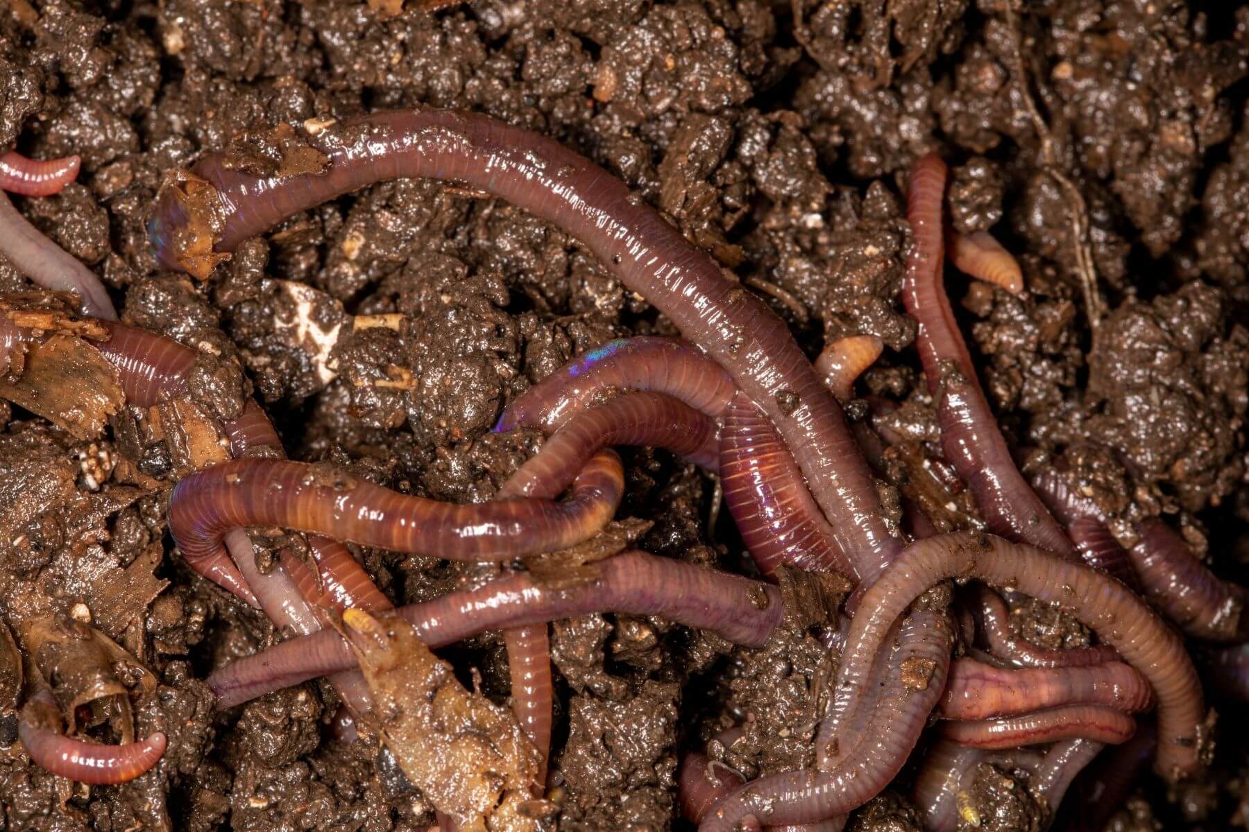 worms in soil