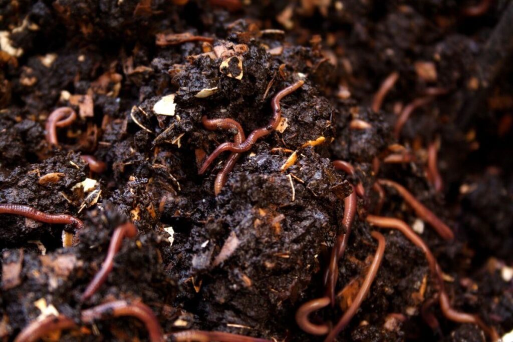 vermicompost 