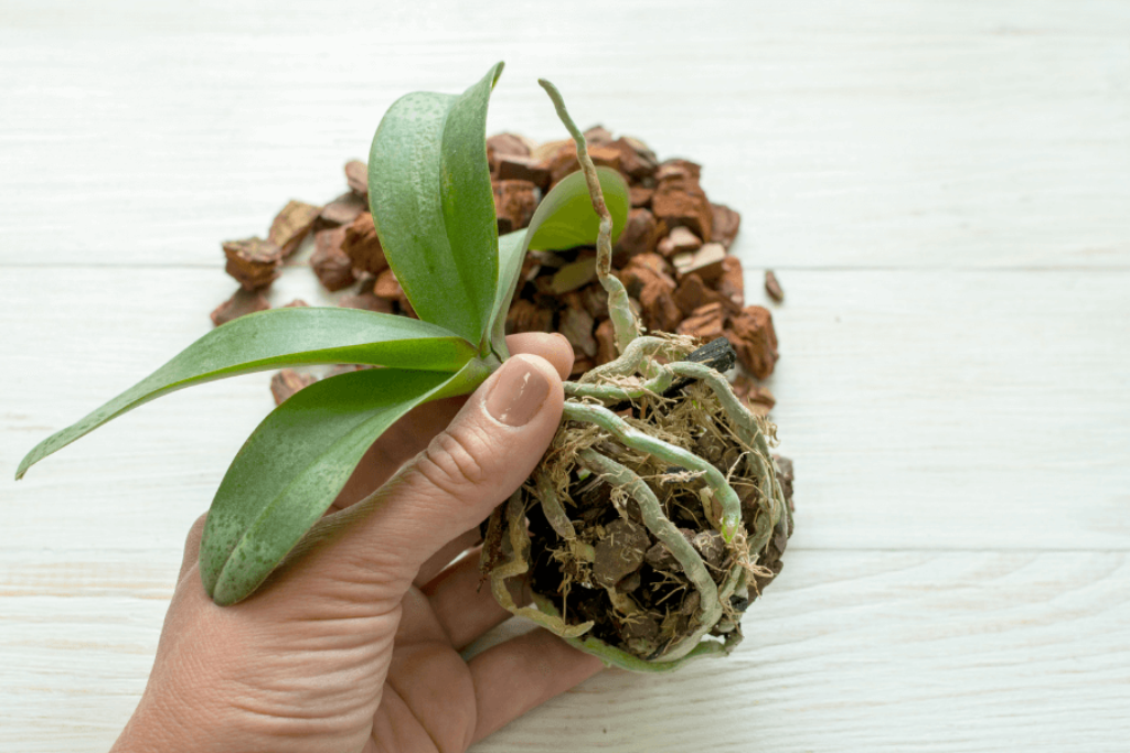 holding an orchid plants with the roots out