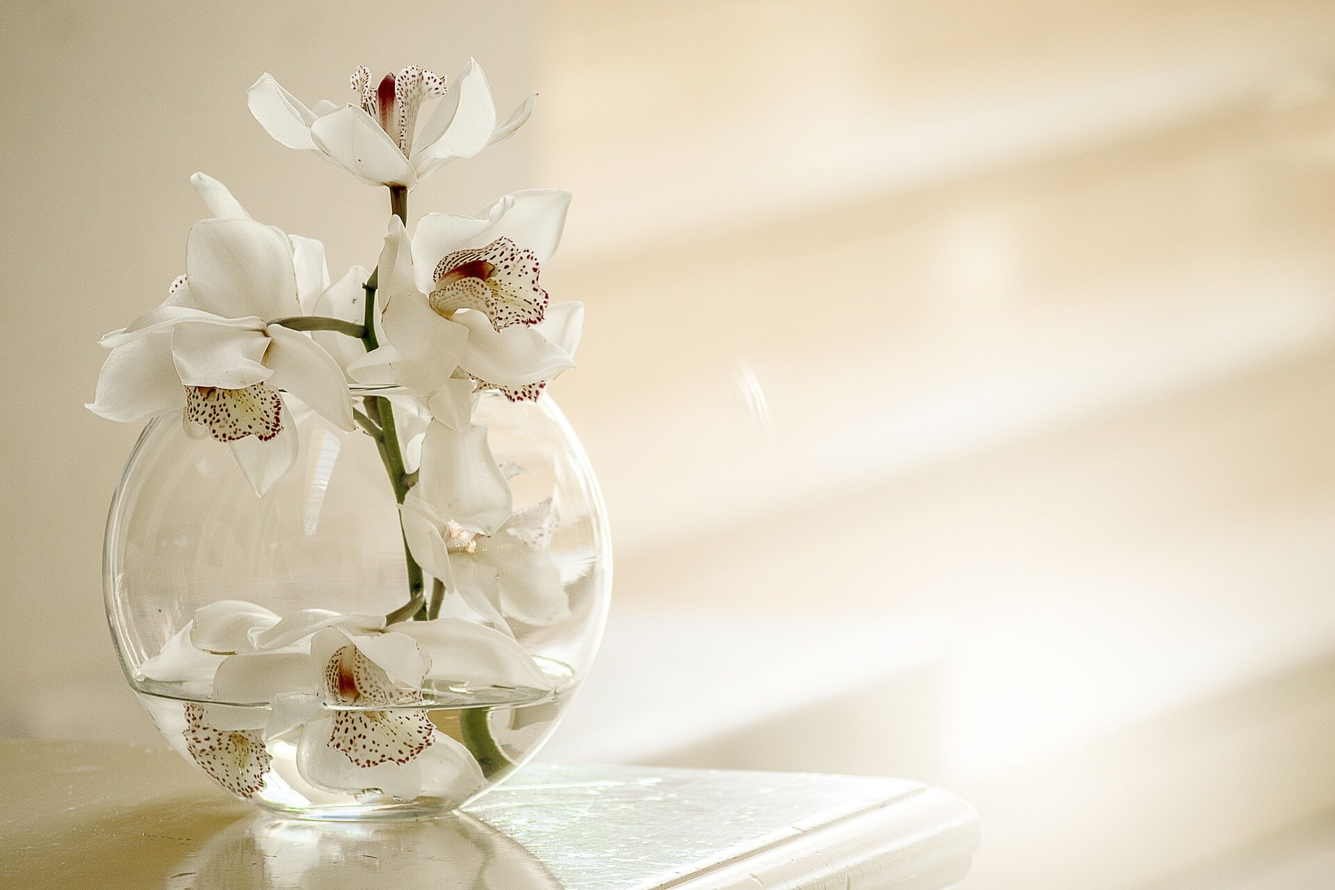 orchids in a glass vase