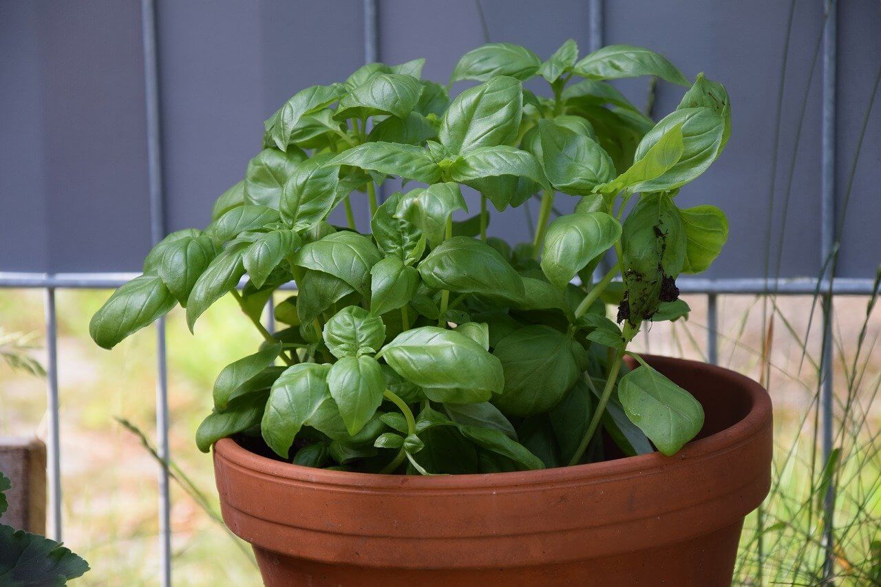 basil herb plants