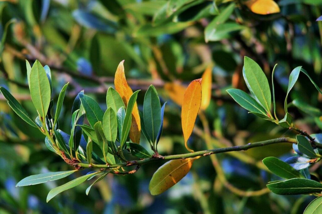 bay leaves