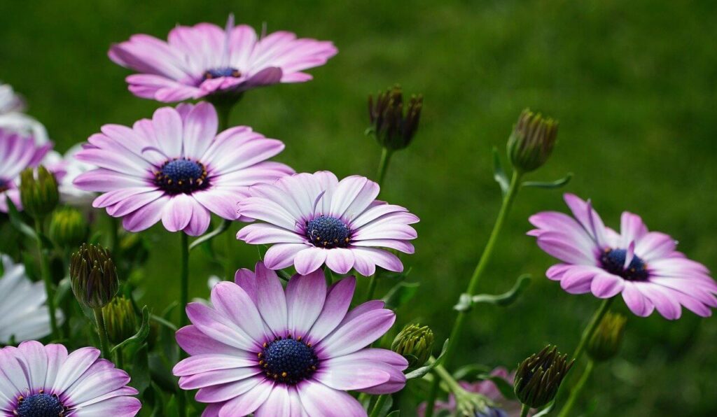 African daisy flowers