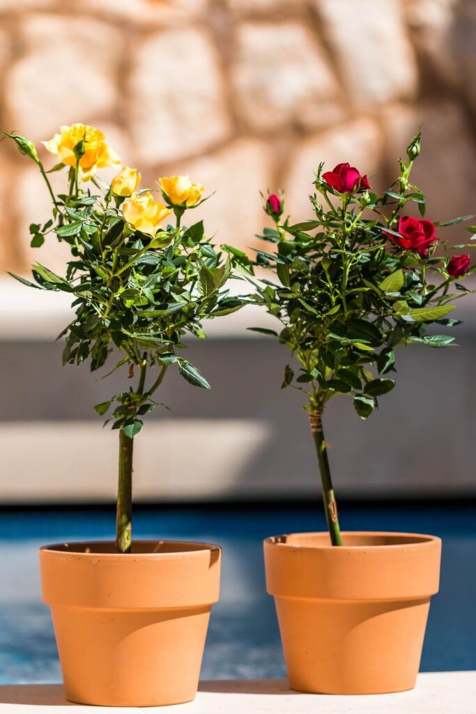 roses planted in pots