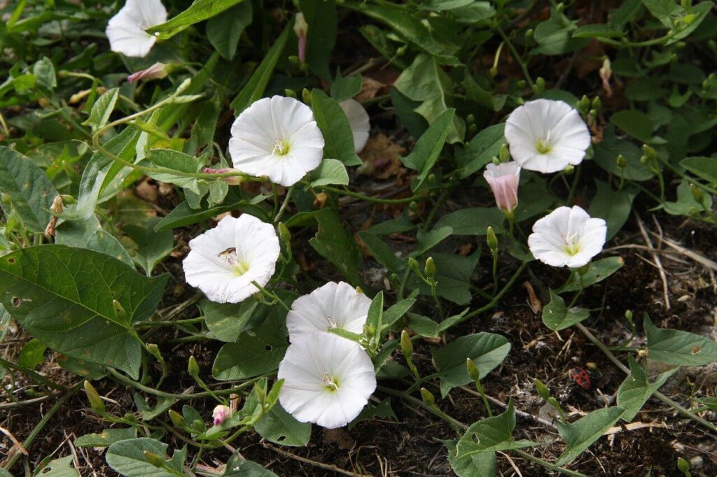 white bindweed