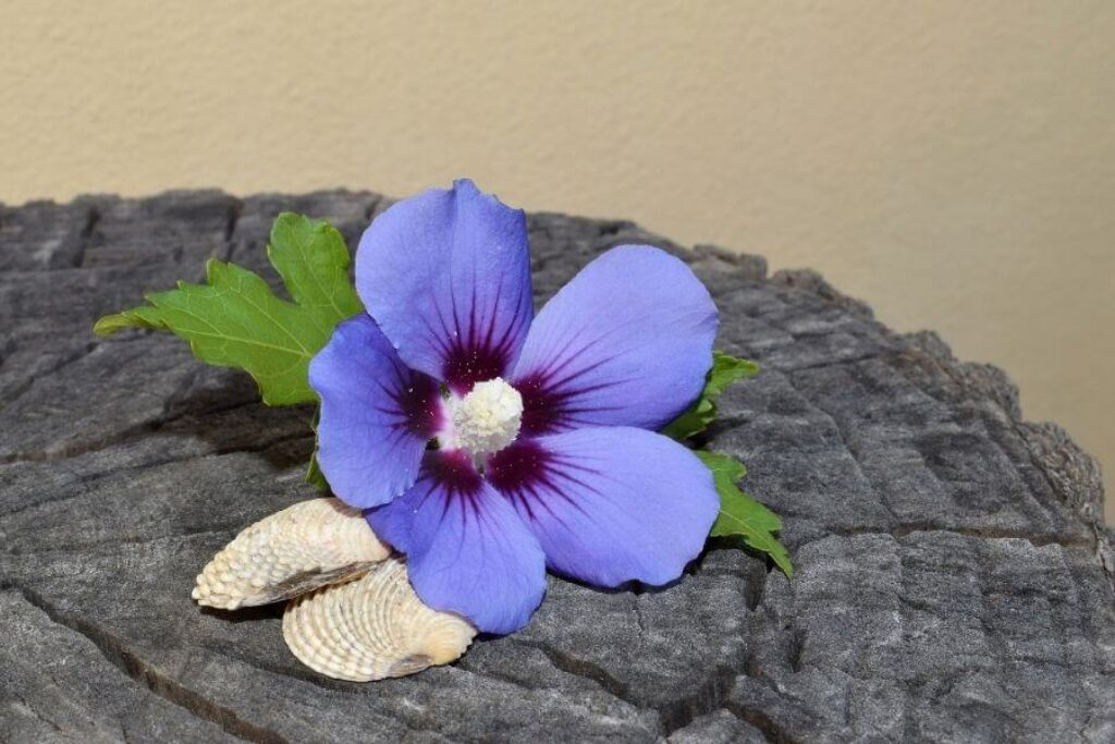 blue hibiscus plants