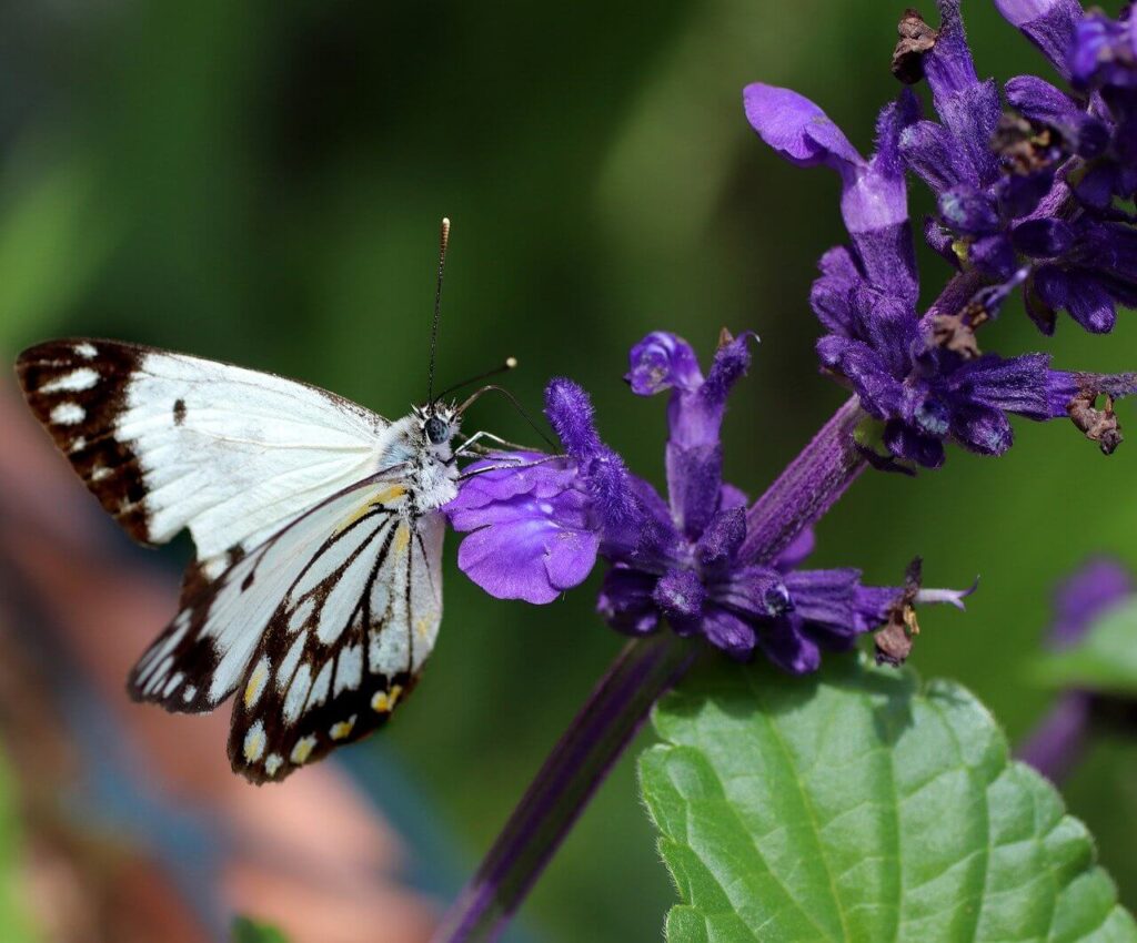 a butterfly on a blue salvia flowers