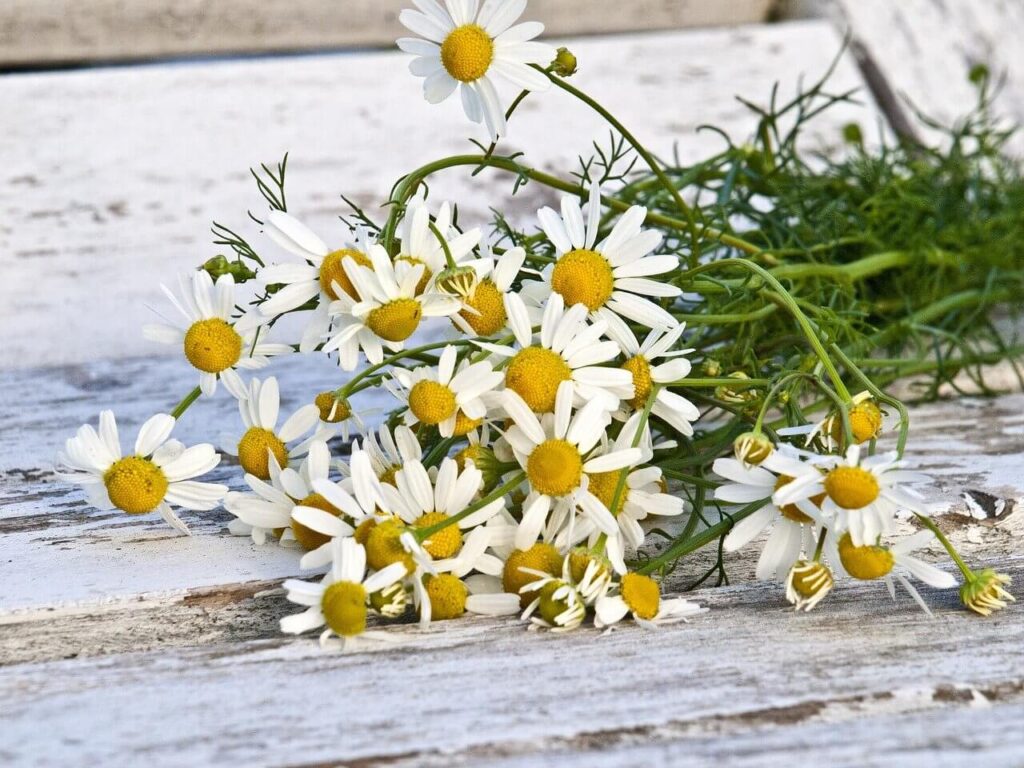 a bunch of chamomile plants