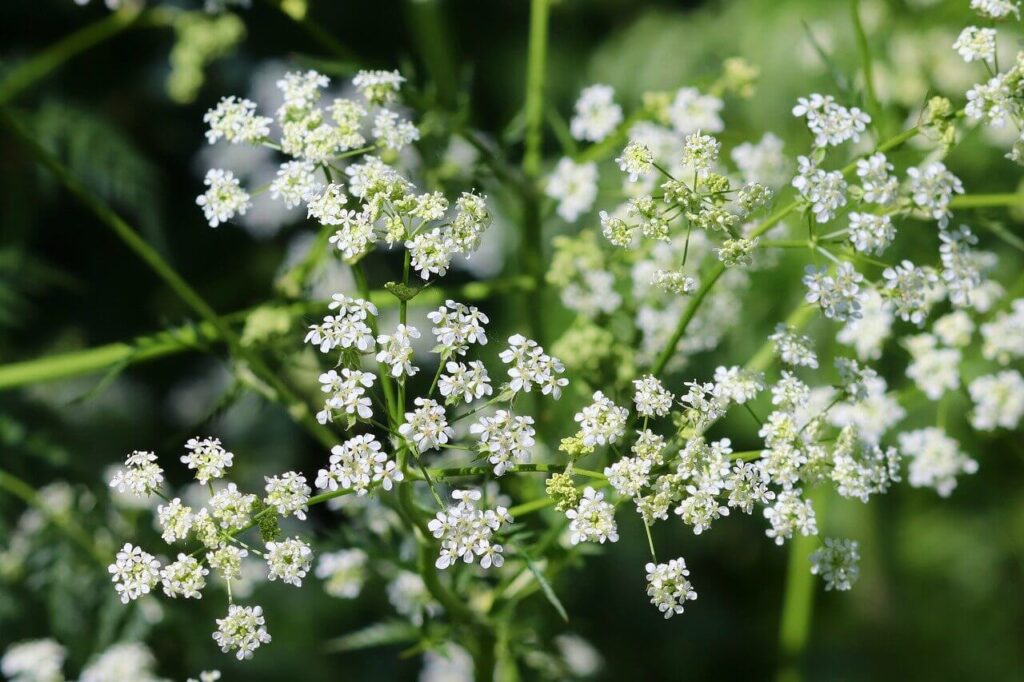 chervil herbs