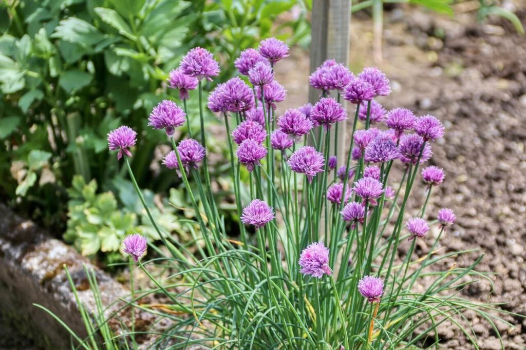 chive plants