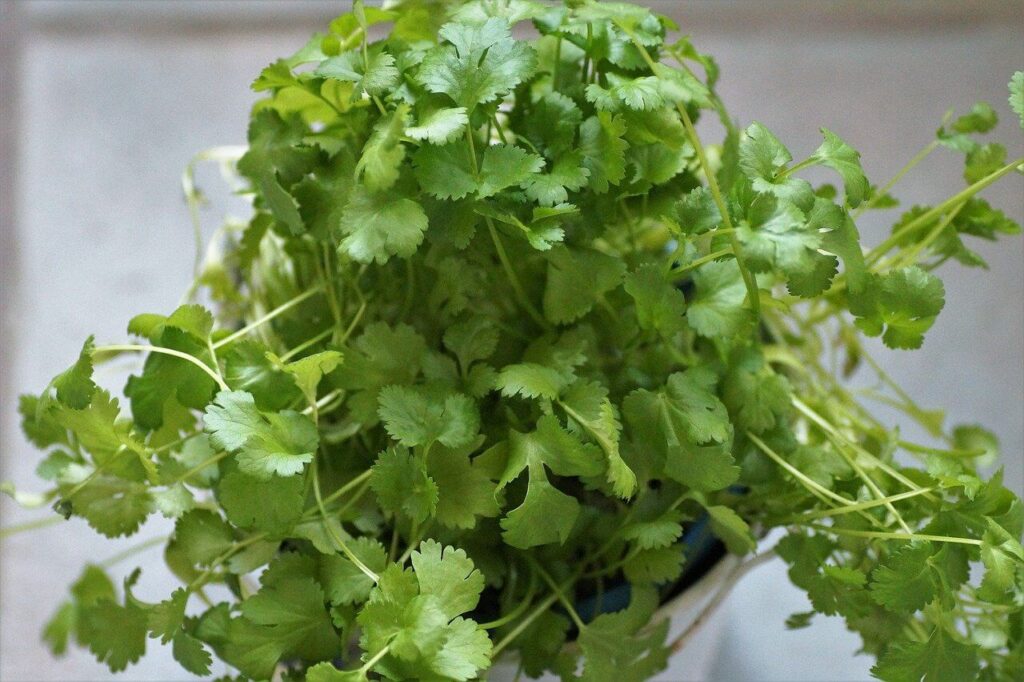 coriander herb plants