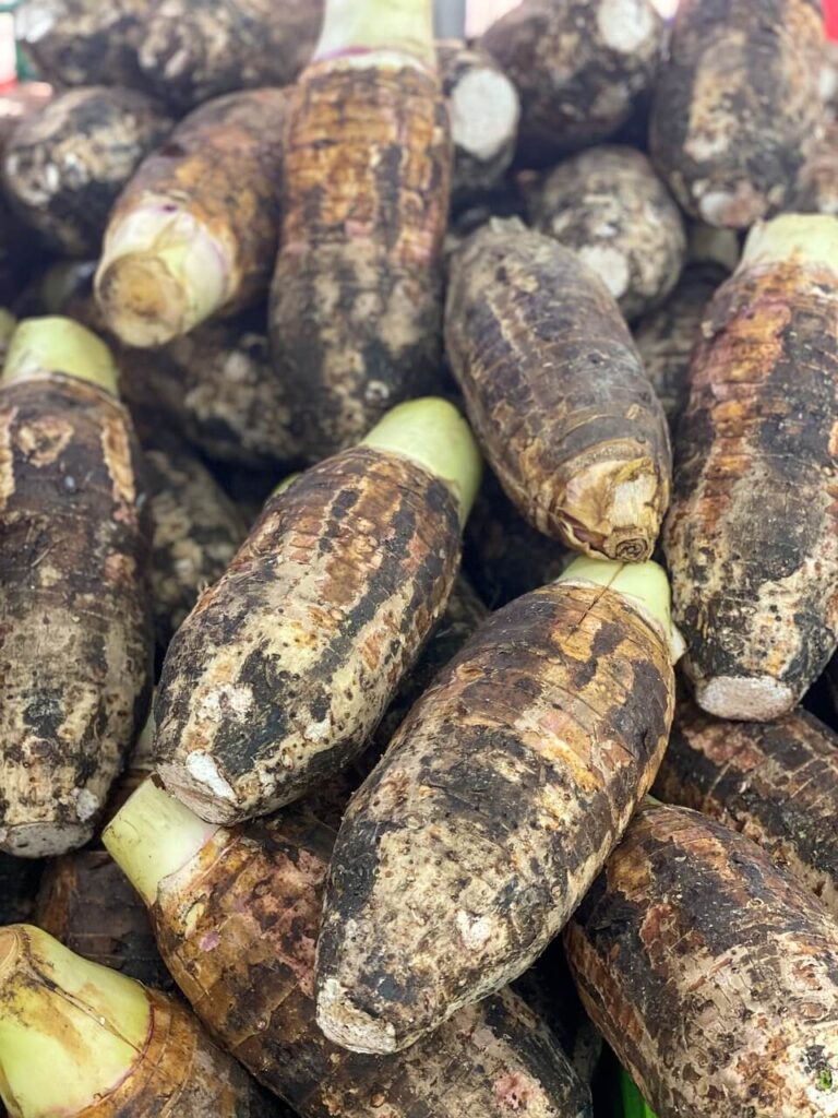 elephant ear plant tubers