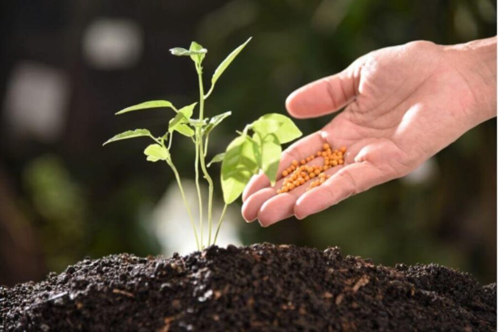 fertilizing plants