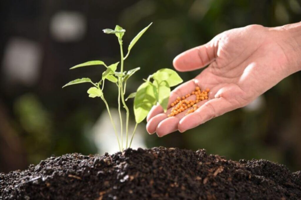 fertilizing tiny plants