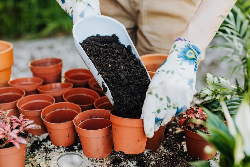 growing conditions for roses