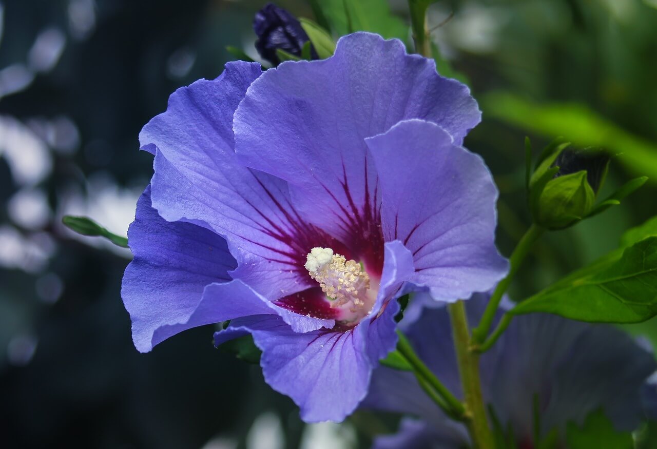 blue hibiscus flower