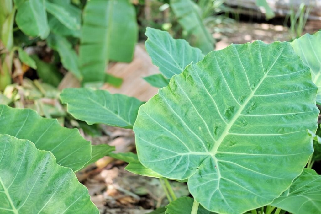 giant elephant ear plants