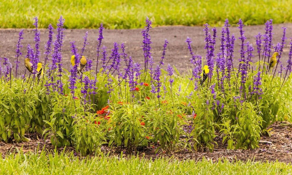 beautiful blue salvia plants