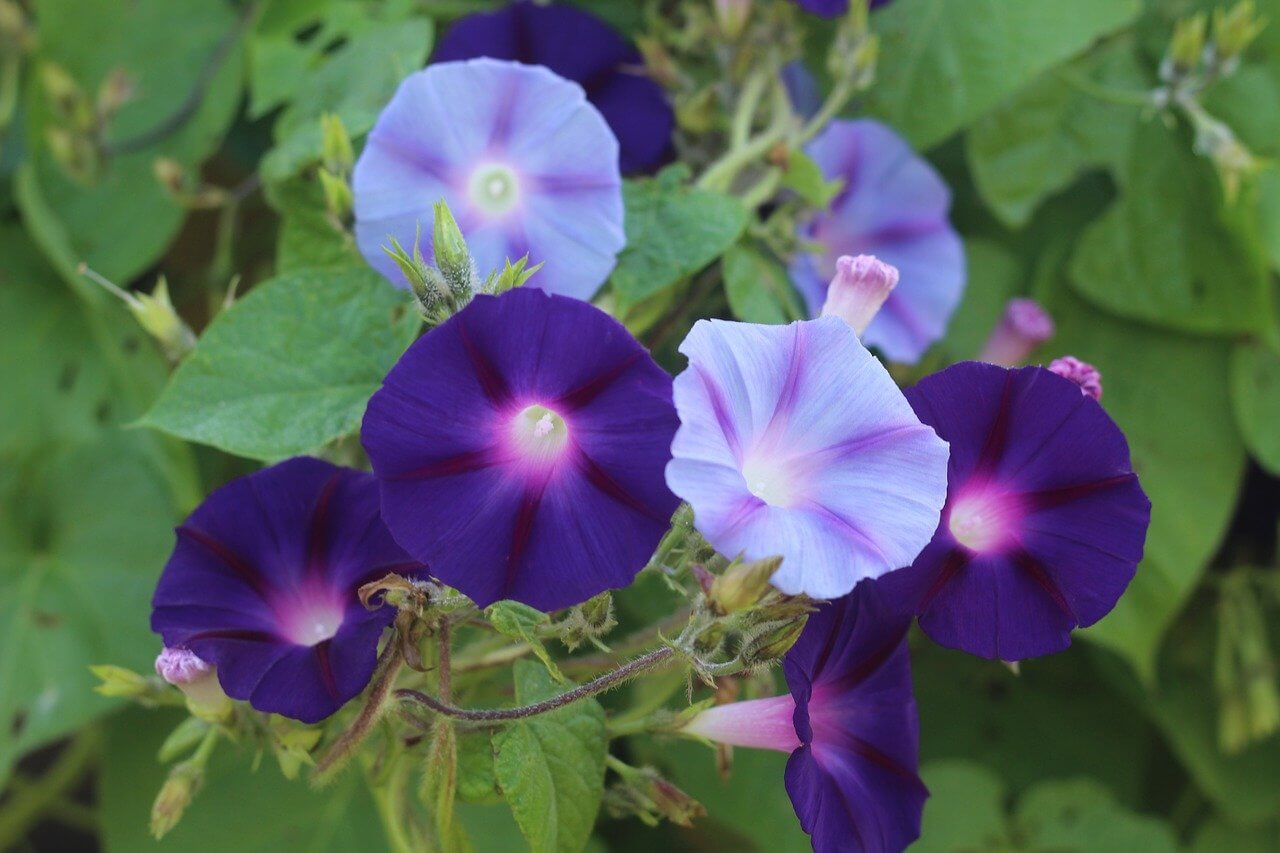 light blue and purple morning glories