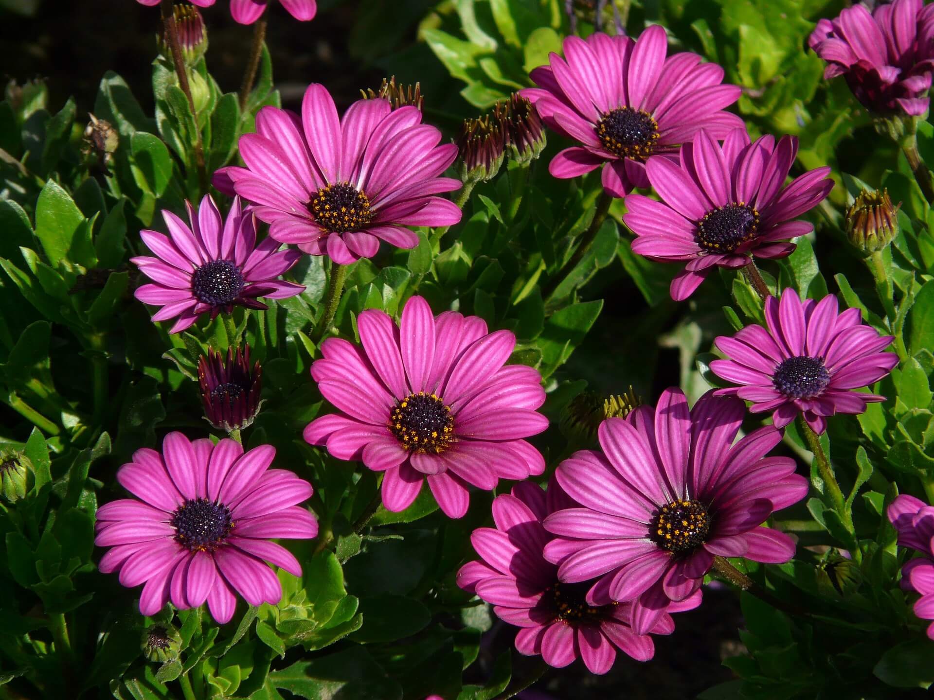 beautiful pink African daisies