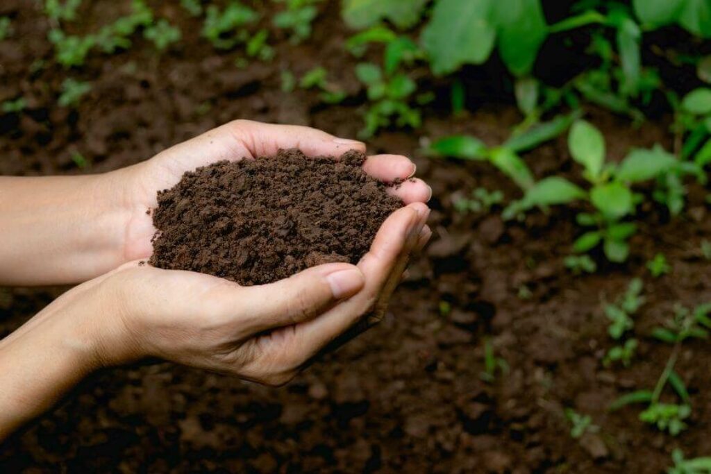handfuls of soil