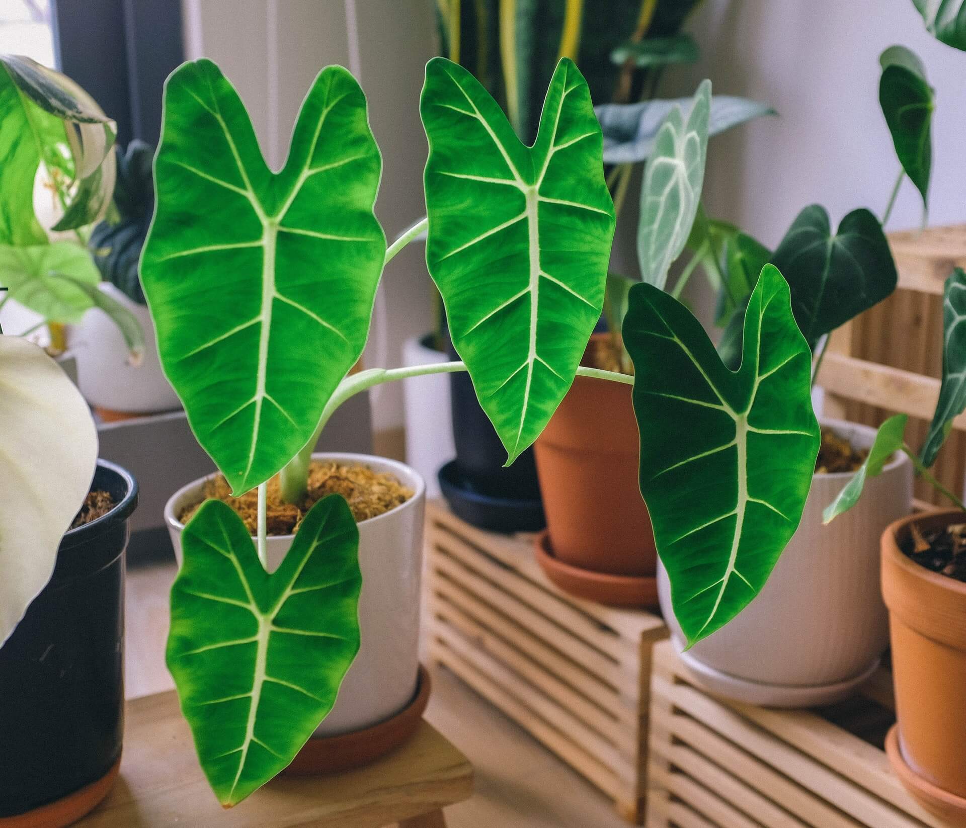 elephant ear plants in pots