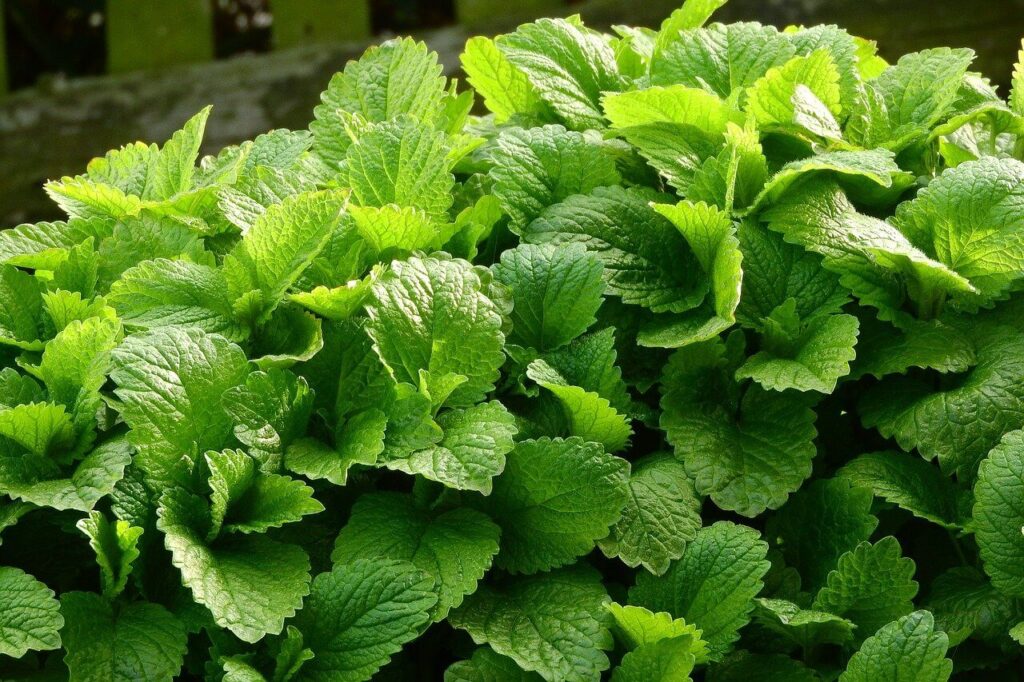 lemon balm plants