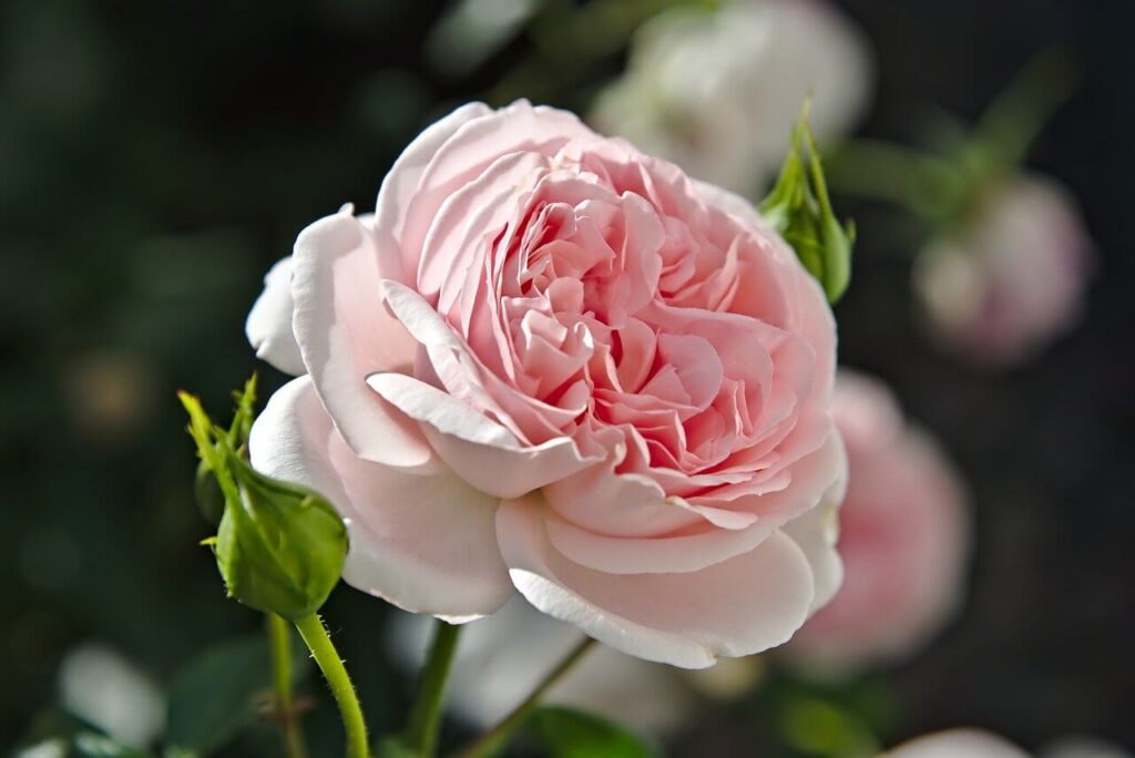 lovely pink garden roses