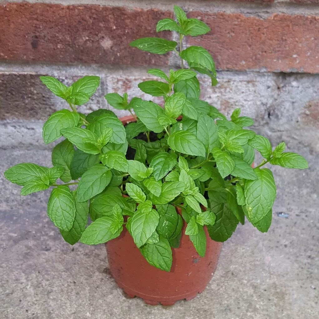 mint herb plant in pot