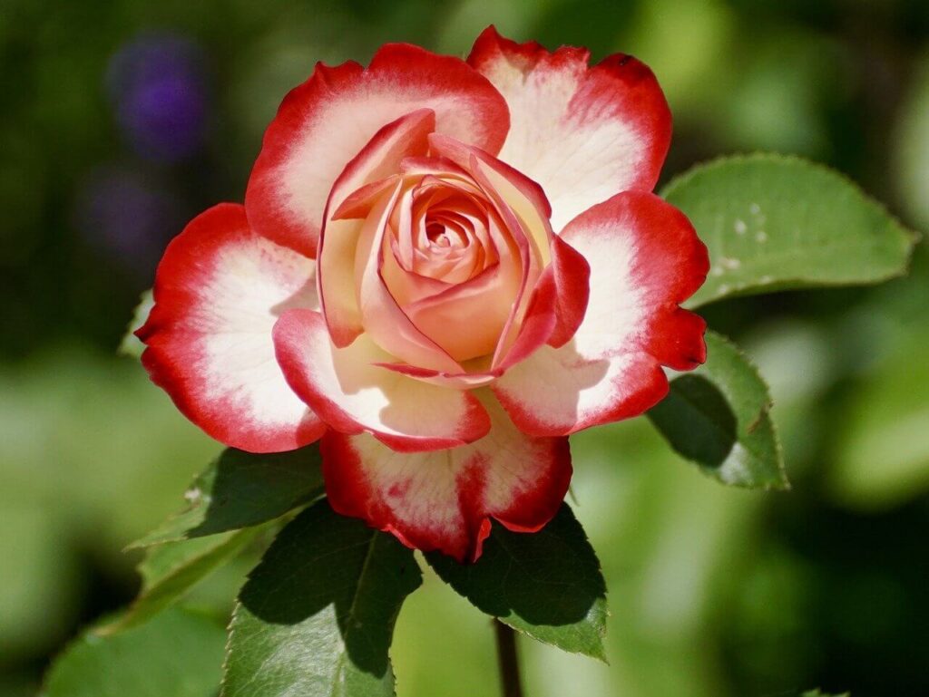 bi-colored modern rose